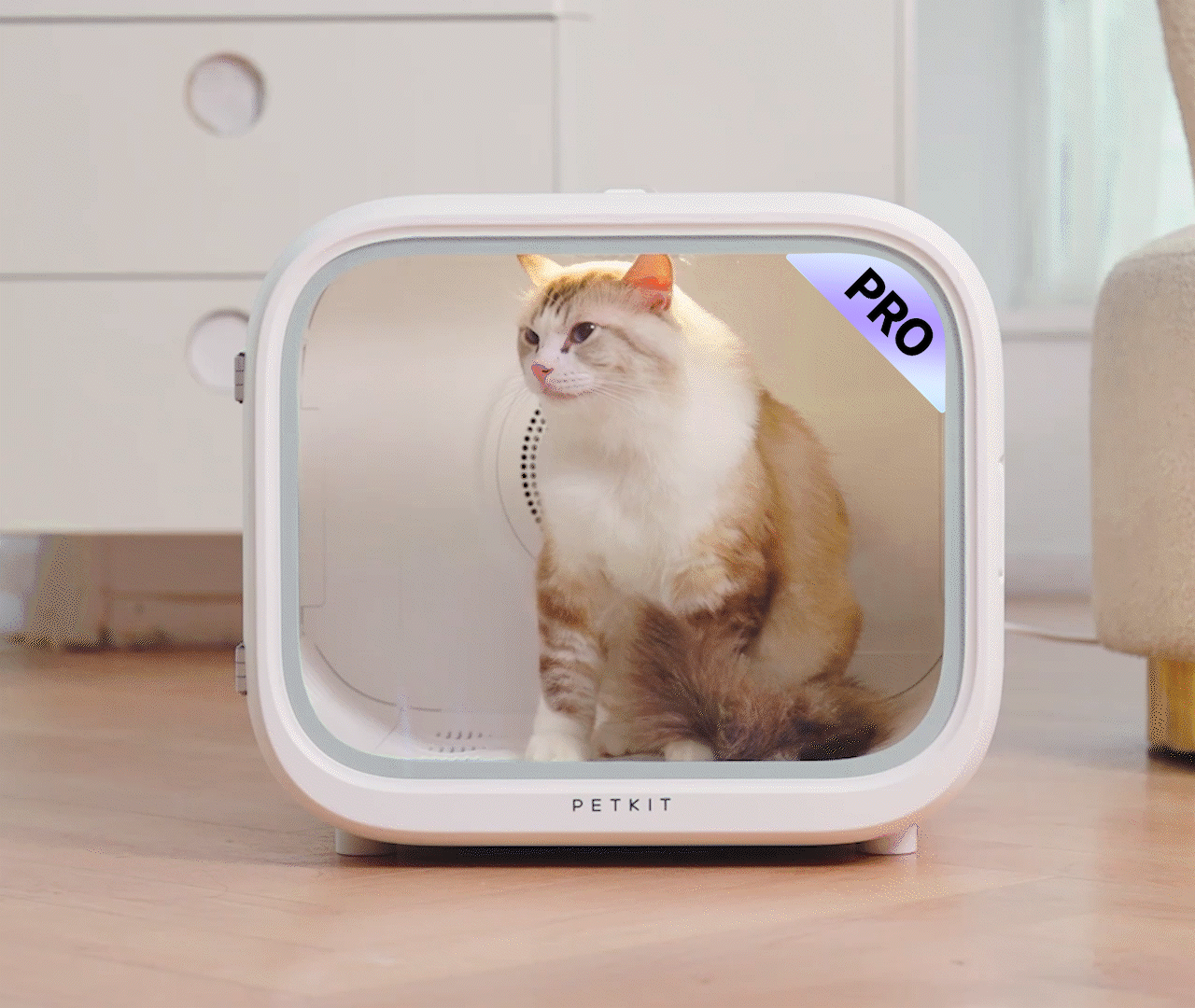 An application scenario or product detail of cat and blow dryer - Image 22