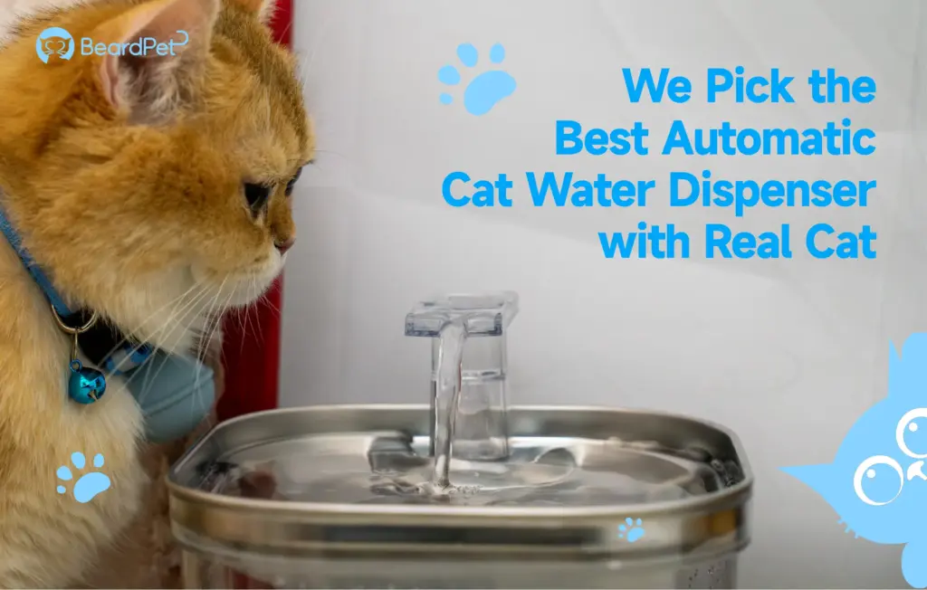 Featured image for the cat auto water guide