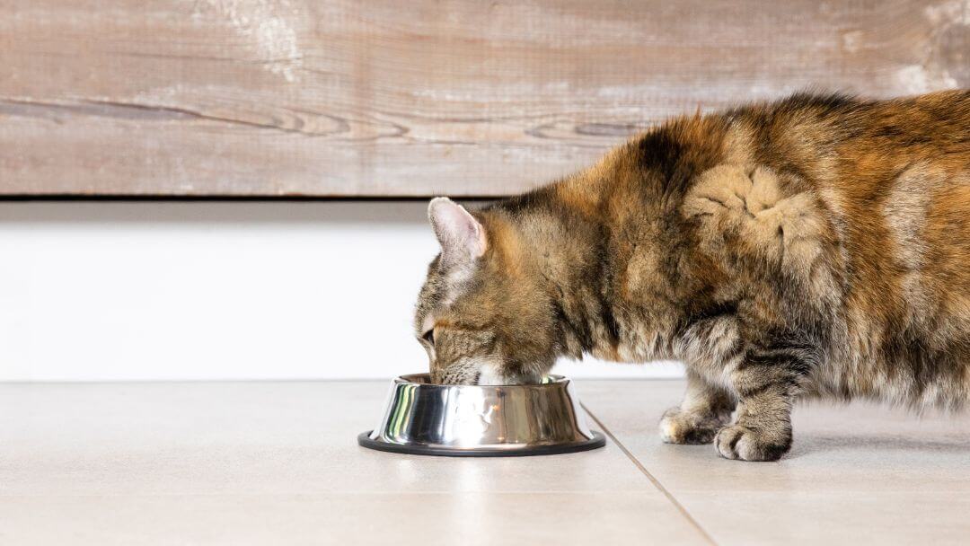 An application scenario or product detail of cat bowl with running water - Image 18