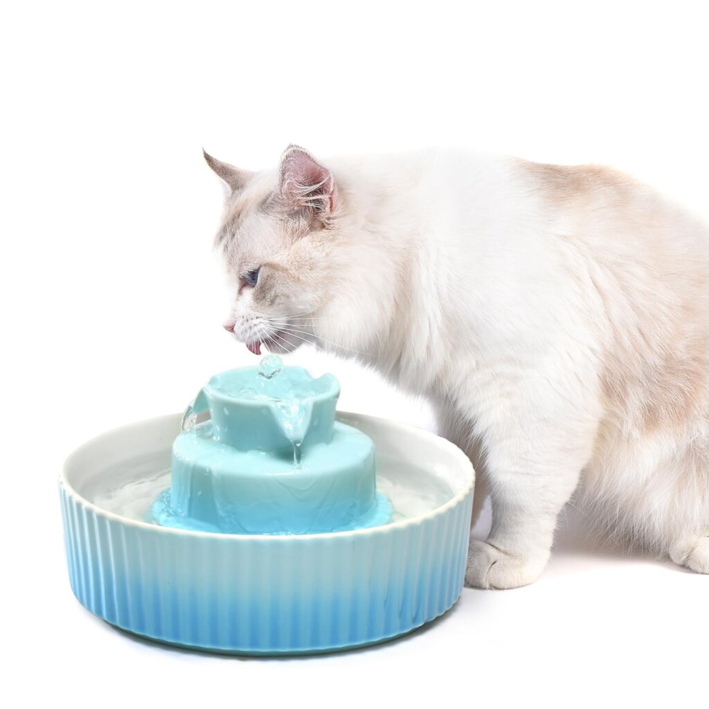 Featured image for the cat ceramic drinking fountain guide