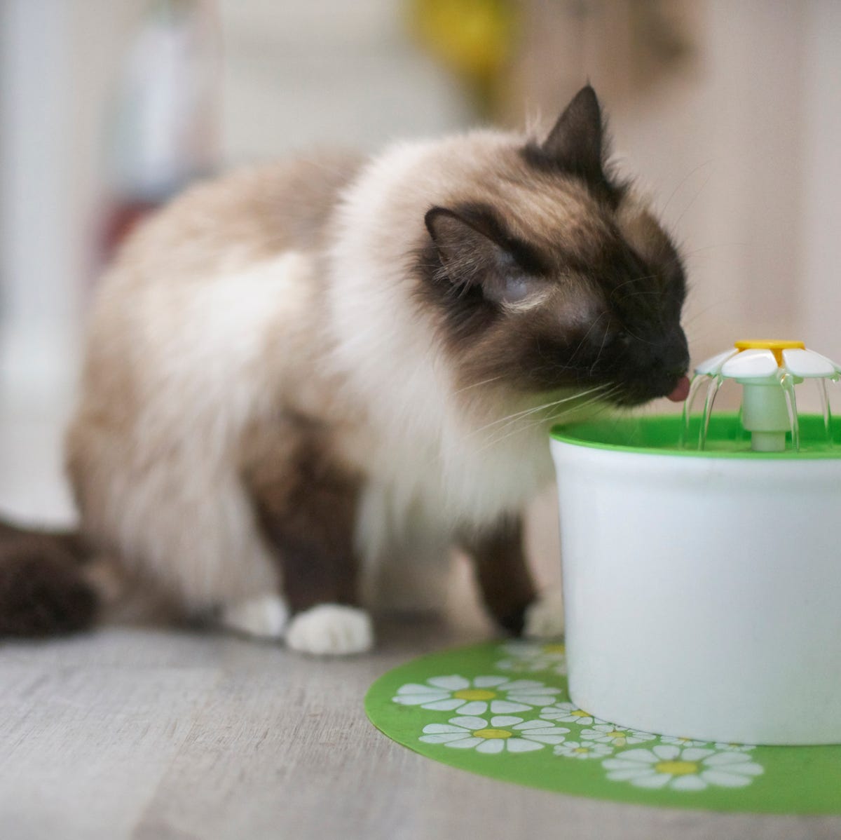 An application scenario or product detail of cat drink water fountain - Image 15
