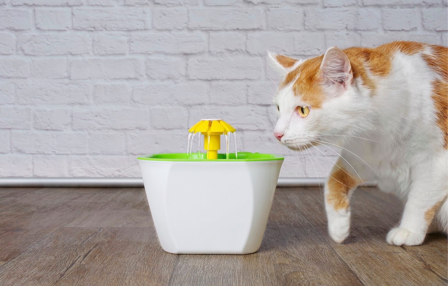 An application scenario or product detail of cat drink water fountain - Image 24