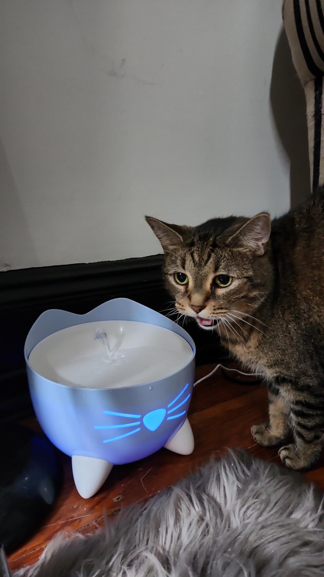 An application scenario or product detail of cat drinking bowl fountain - Image 12