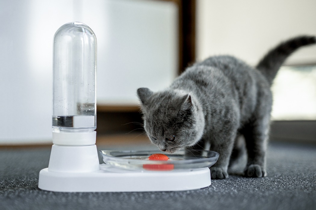 An application scenario or product detail of cat drinking bowl fountain - Image 14