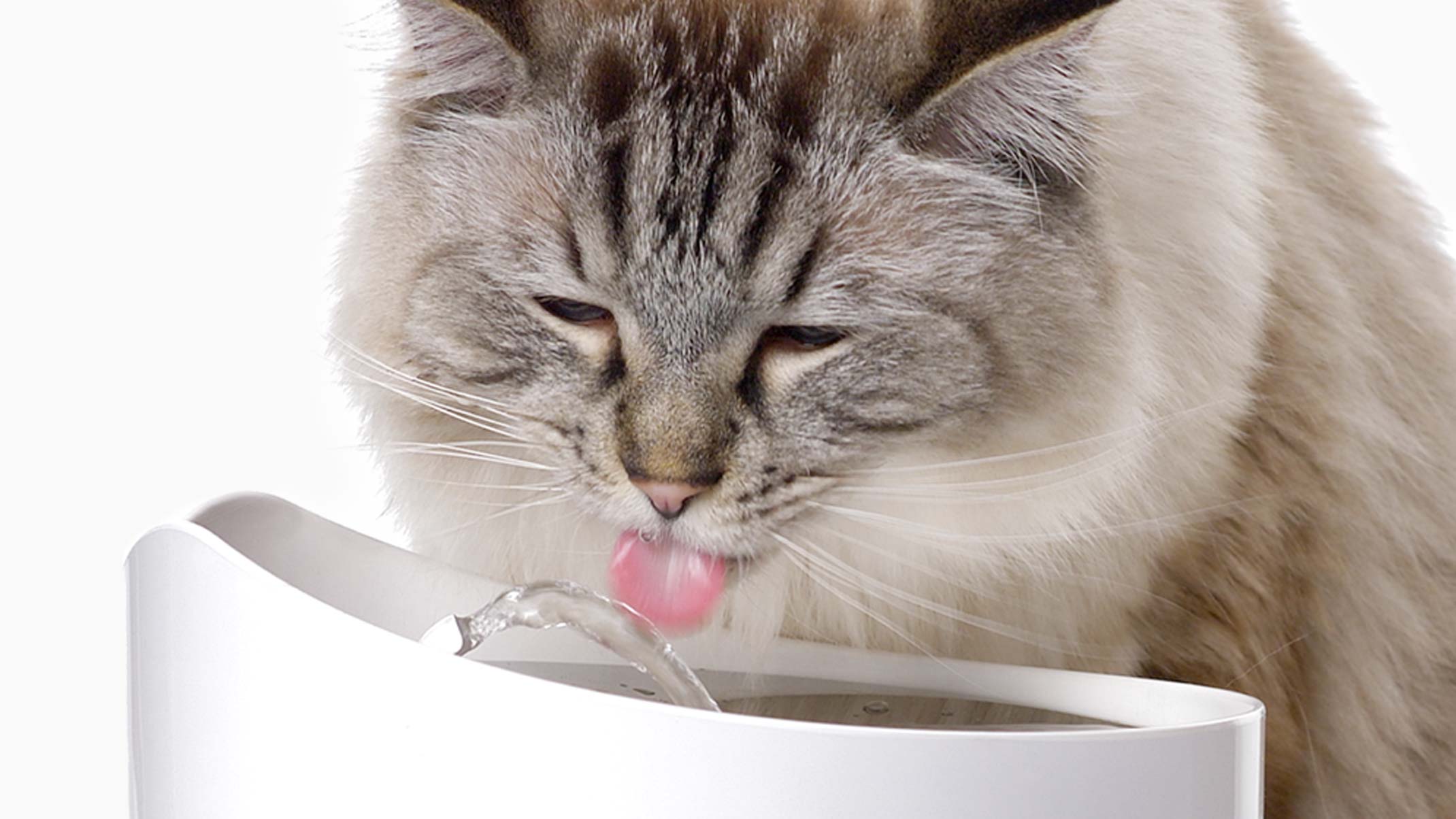 An application scenario or product detail of cat drinking from fountain - Image 11