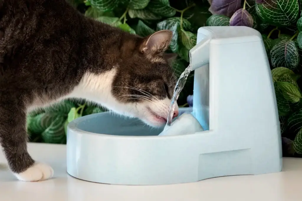 Featured image for the cat drinking from fountain guide