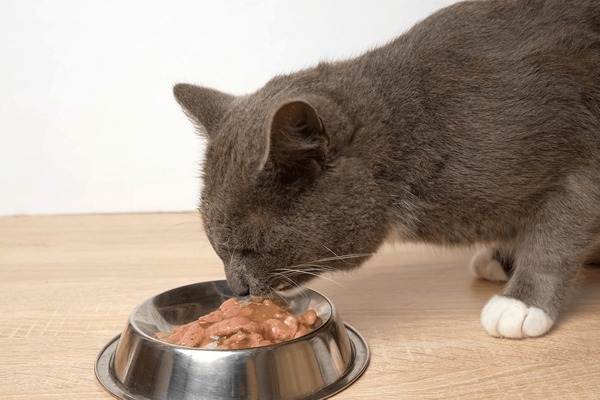 An application scenario or product detail of cat eat wet food - Image 4