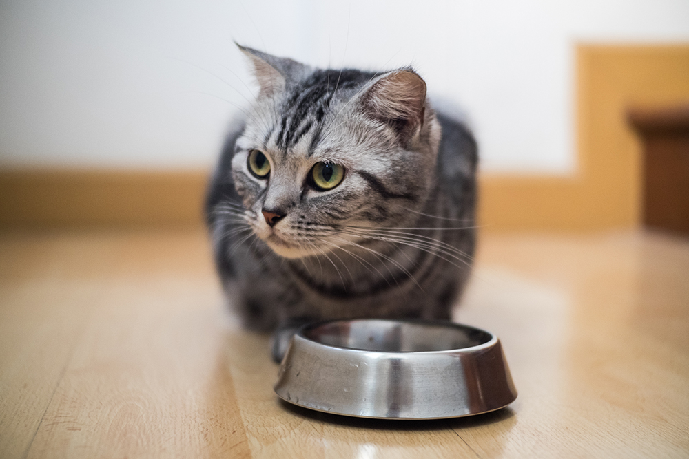 An application scenario or product detail of cat eat wet food - Image 8