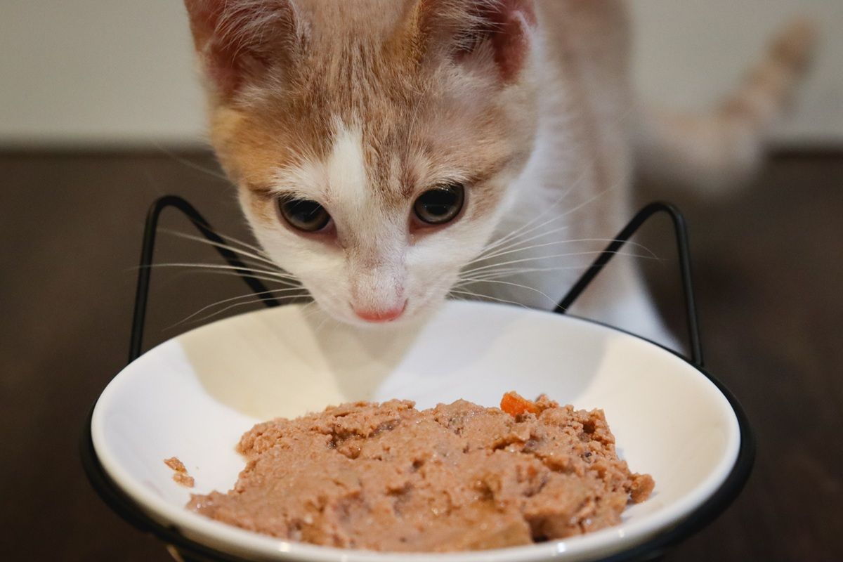 An application scenario or product detail of cat eat wet food - Image 9