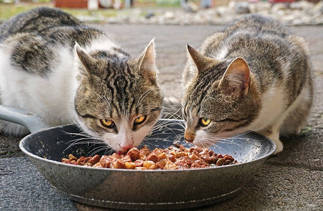 An application scenario or product detail of cat eat wet food - Image 12