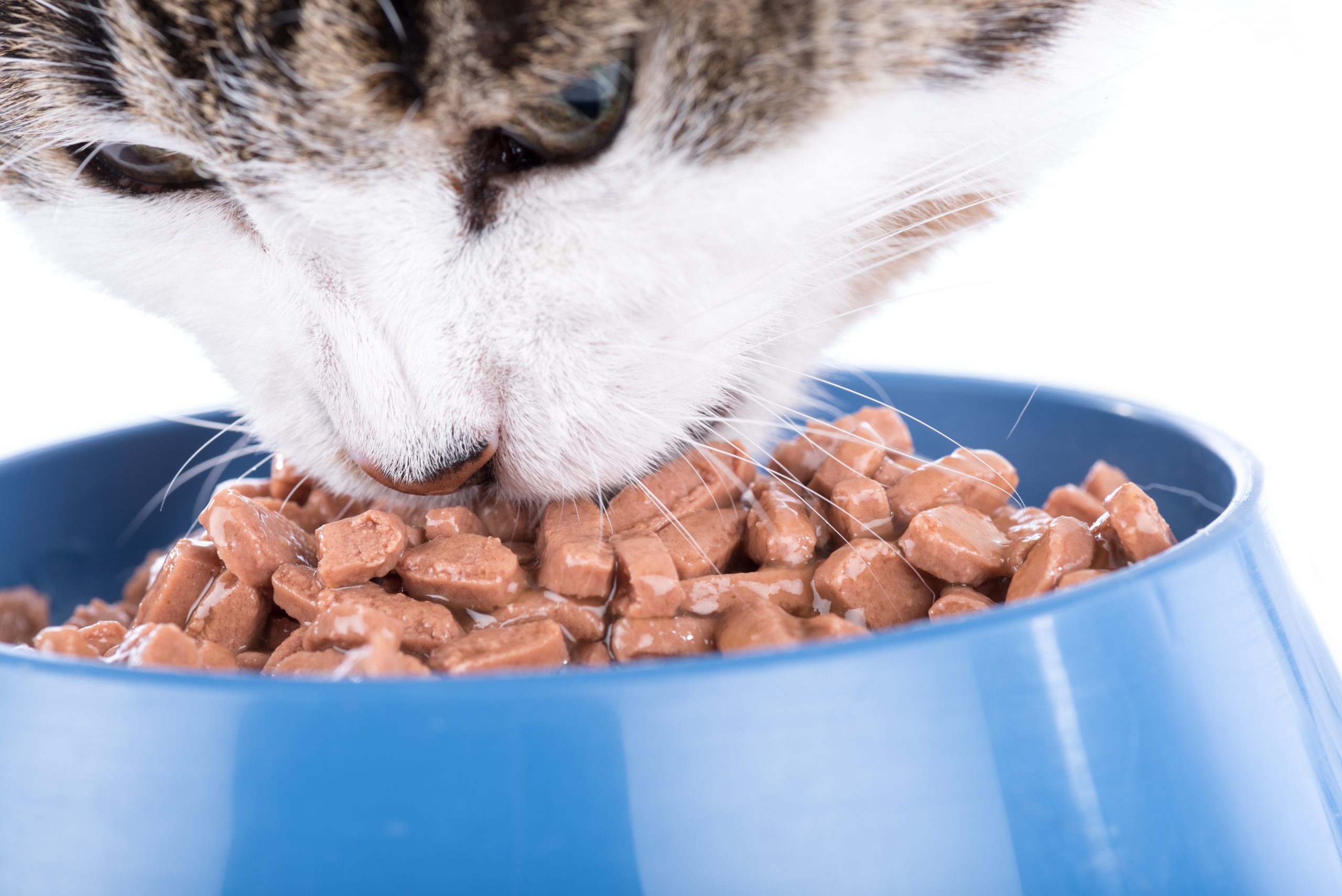 An application scenario or product detail of cat eat wet food - Image 13