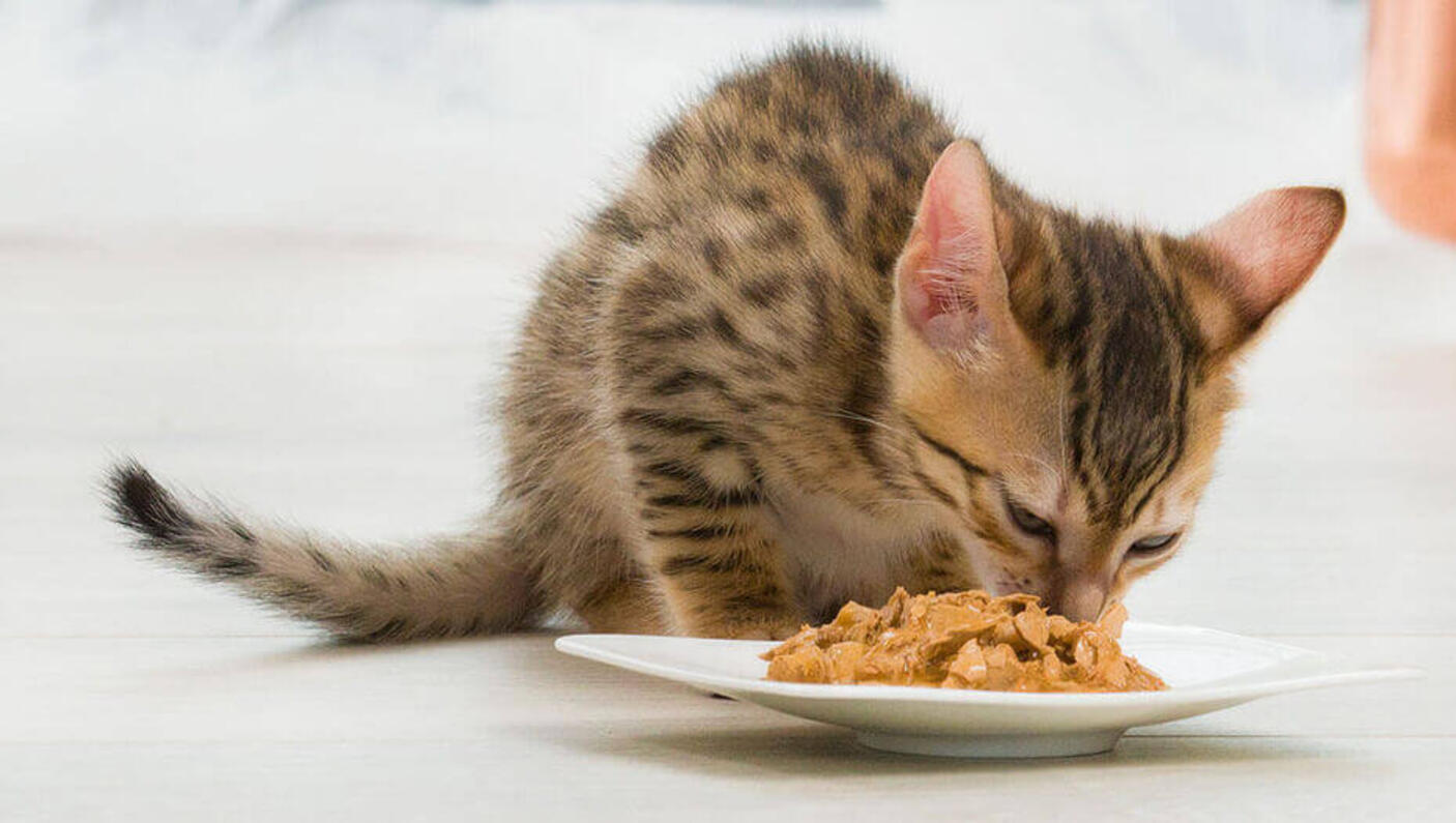 An application scenario or product detail of cat eat wet food - Image 14