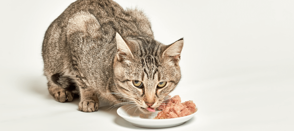 An application scenario or product detail of cat eat wet food - Image 16
