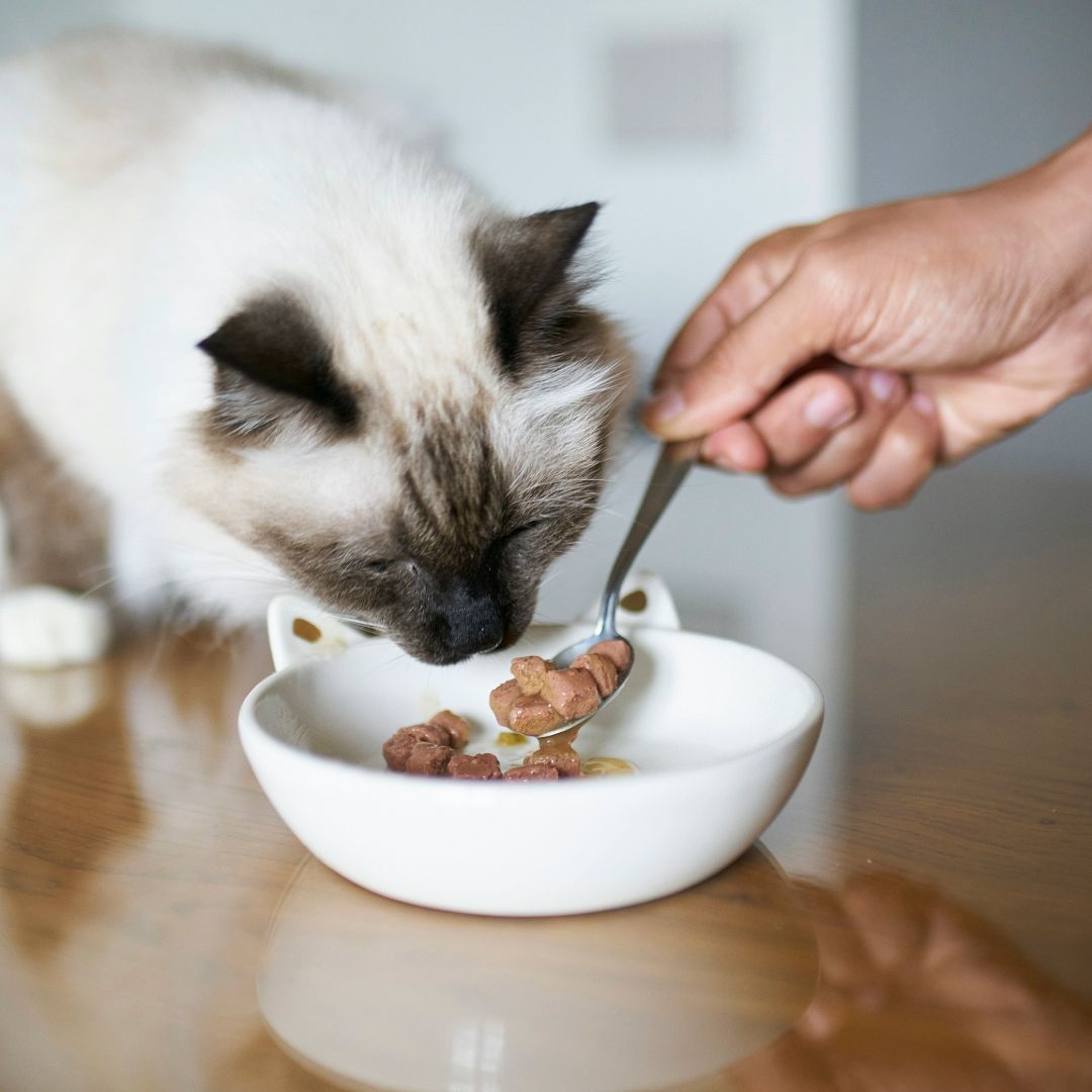 An application scenario or product detail of cat eat wet food - Image 17