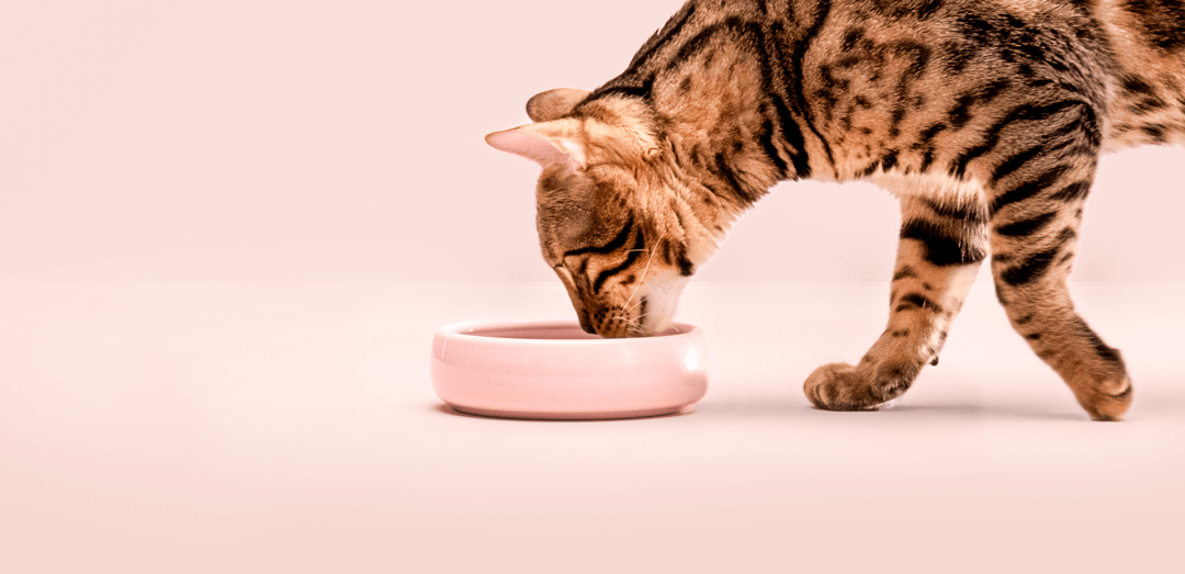An application scenario or product detail of cat eat wet food - Image 19