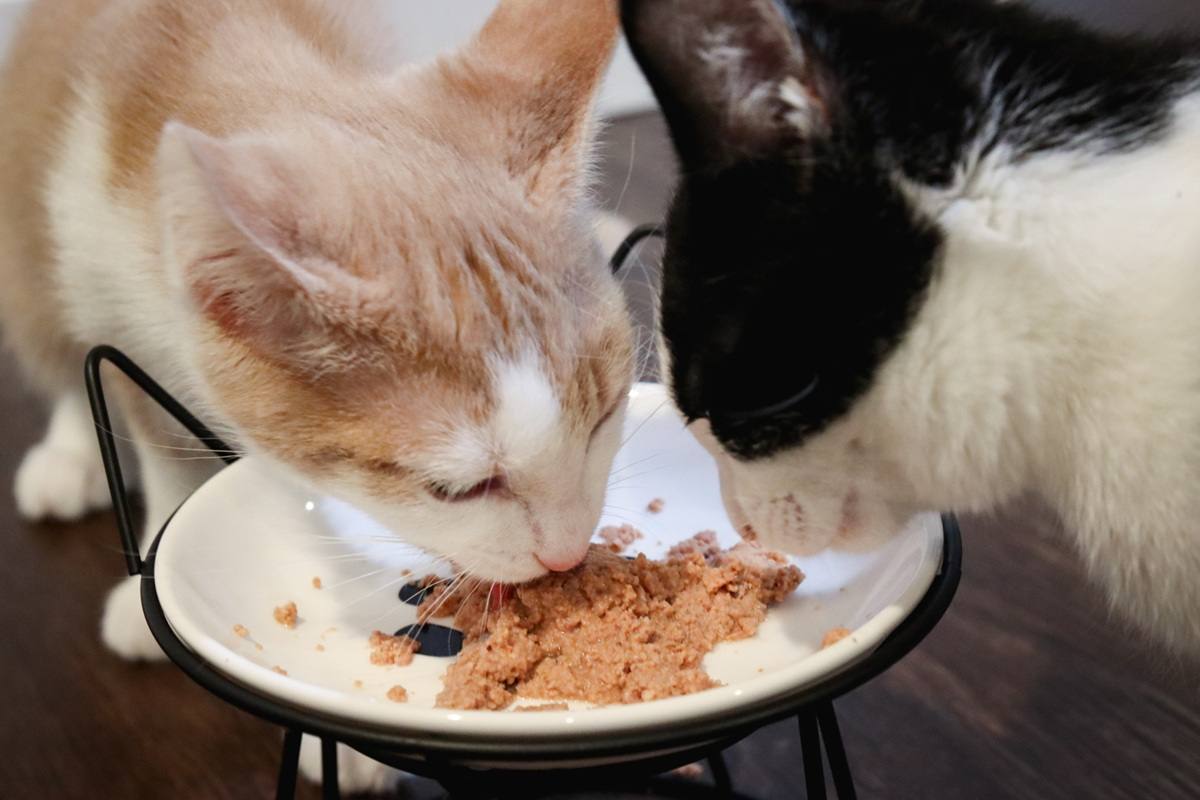An application scenario or product detail of cat eat wet food - Image 20