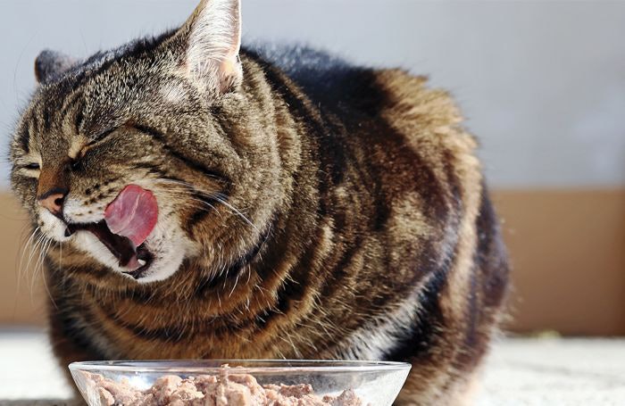 Featured image for the cat eat wet food guide