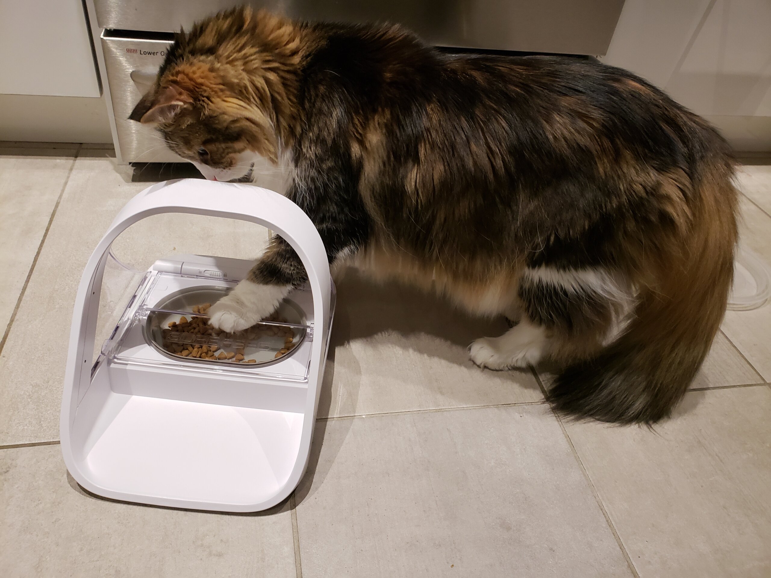 An application scenario or product detail of cat feeder multiple cats - Image 5