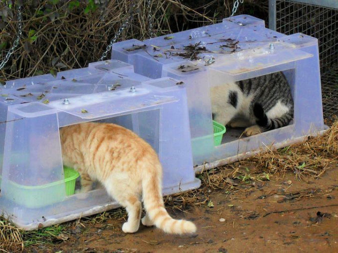 An application scenario or product detail of cat feeder multiple cats - Image 17