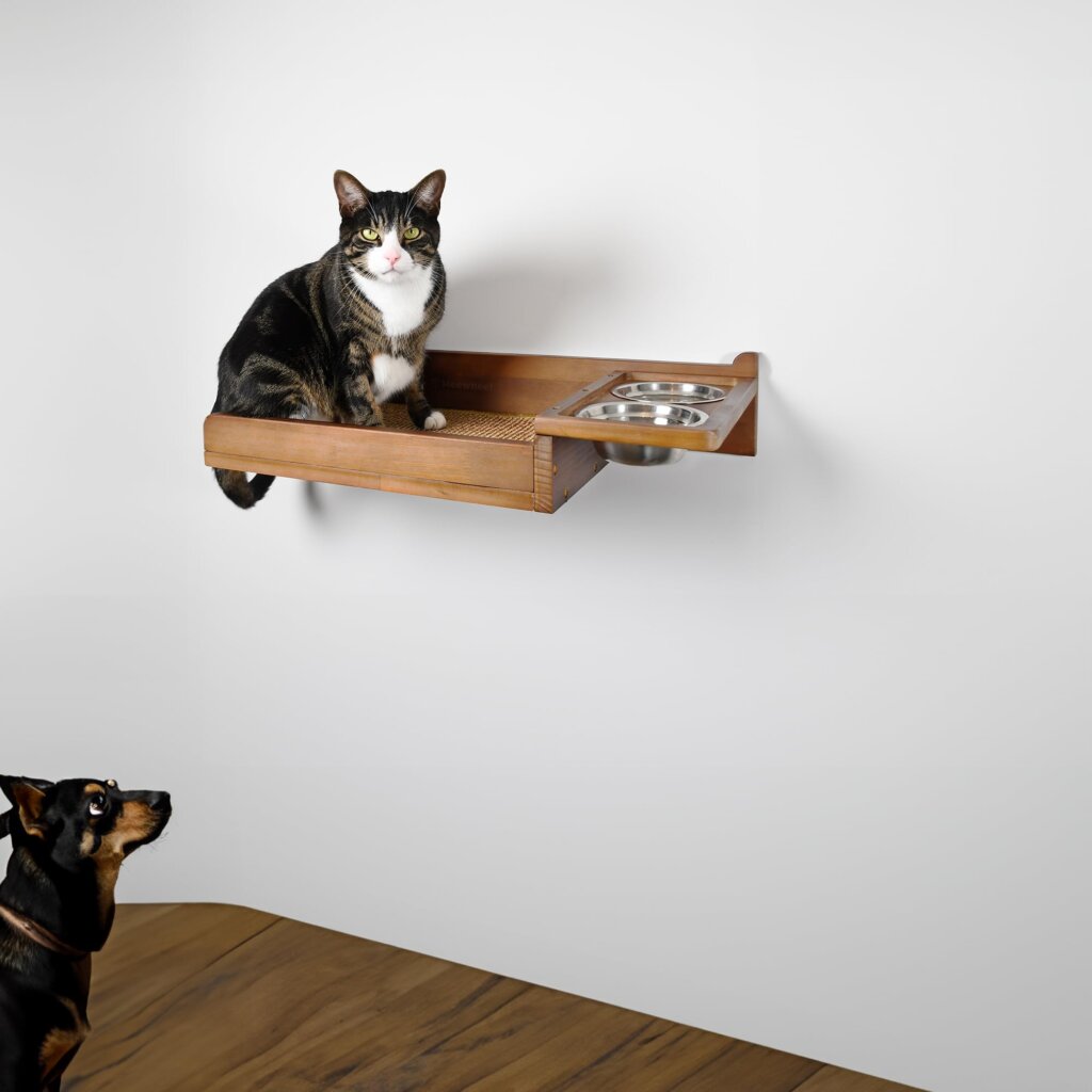 Featured image for the cat feeder shelf guide