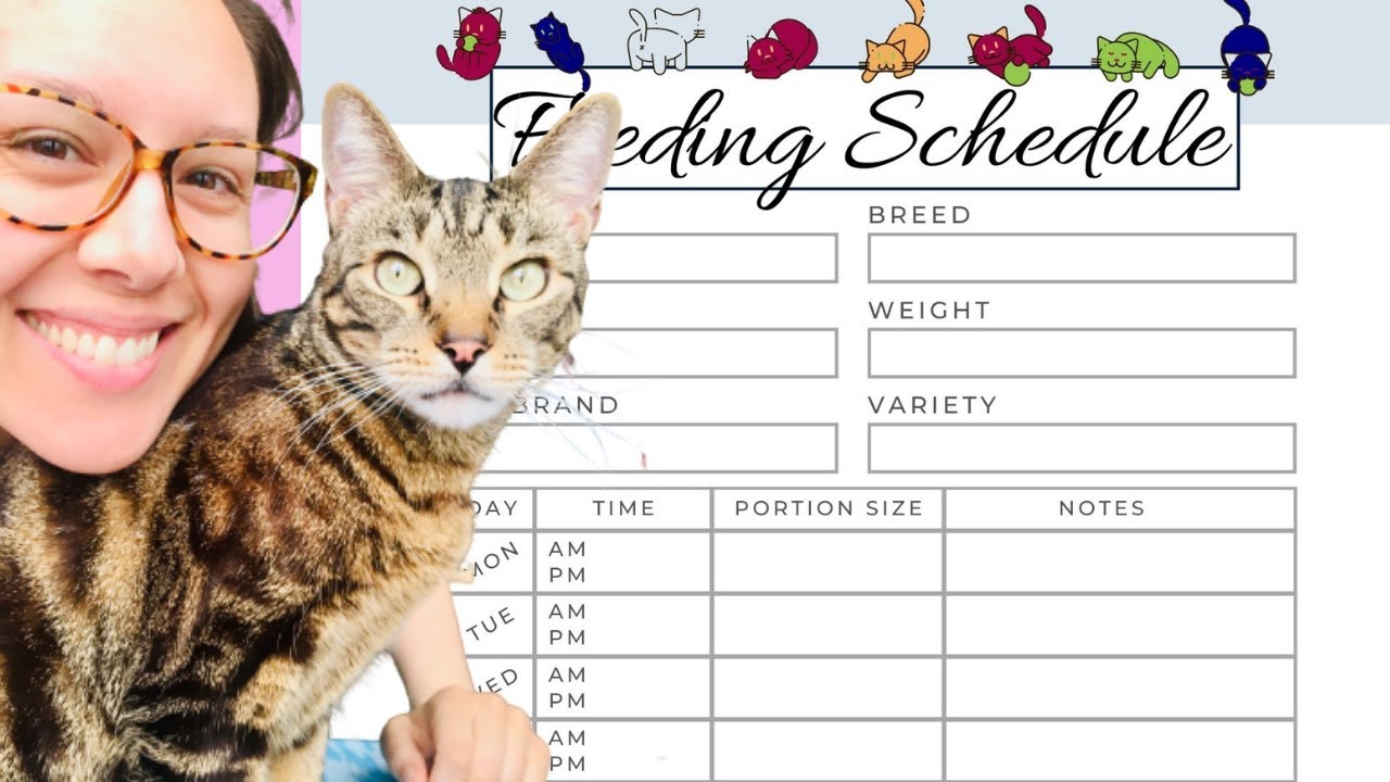 An application scenario or product detail of cat feeding schedule - Image 2