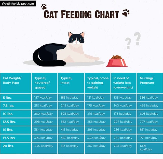 An application scenario or product detail of cat feeding schedule - Image 11