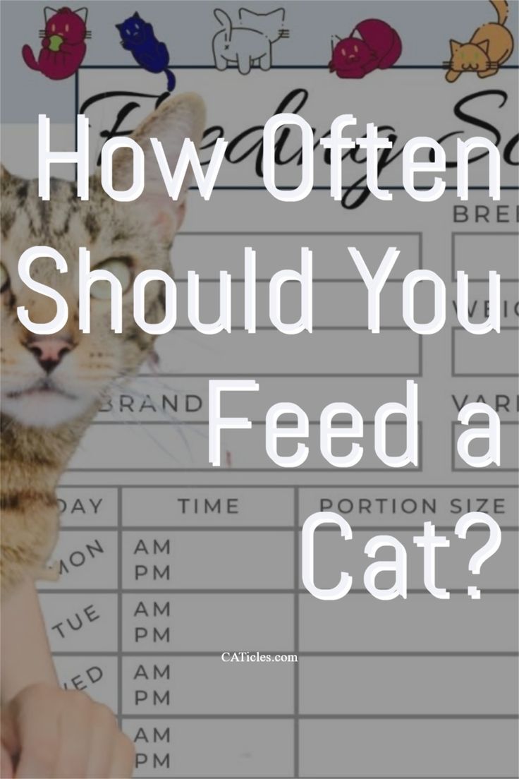 An application scenario or product detail of cat feeding schedule - Image 18