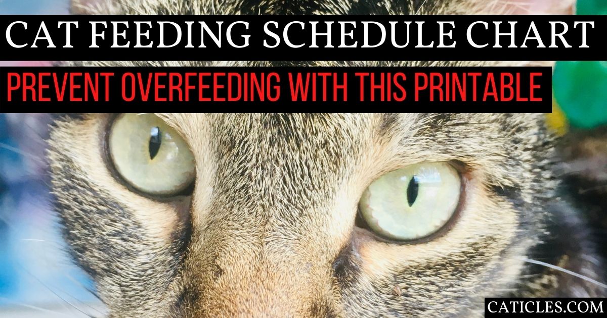 An application scenario or product detail of cat feeding schedule - Image 24