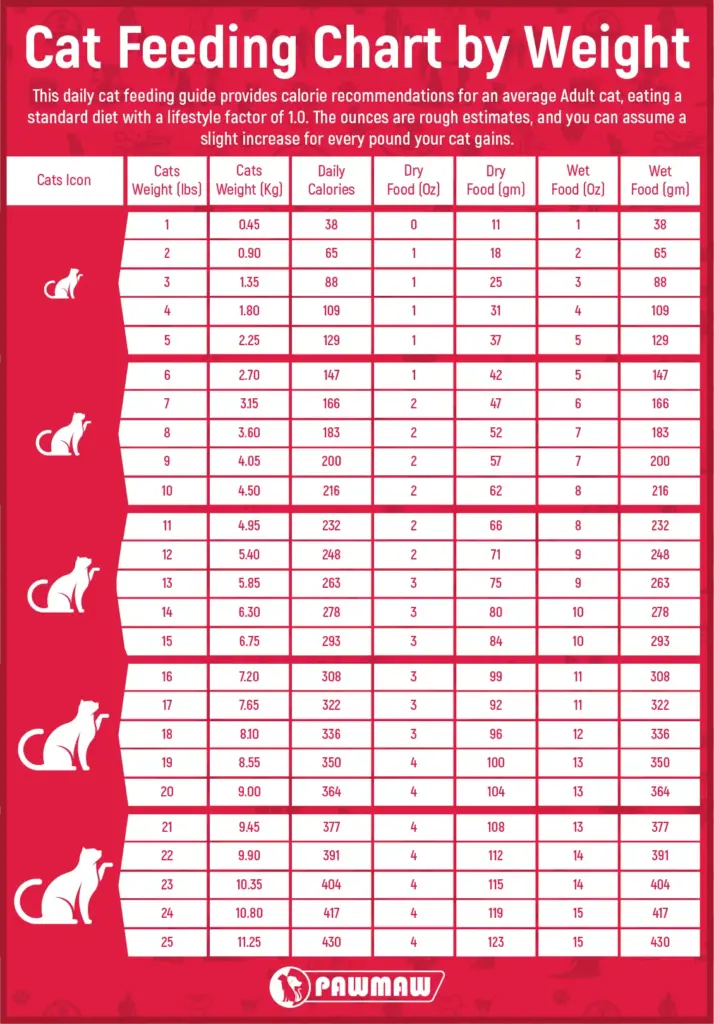 Featured image for the cat feeding schedule guide