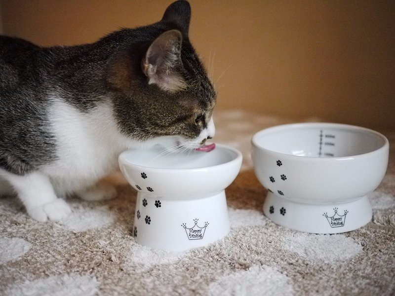 An application scenario or product detail of cat food bowl that opens with collar - Image 14