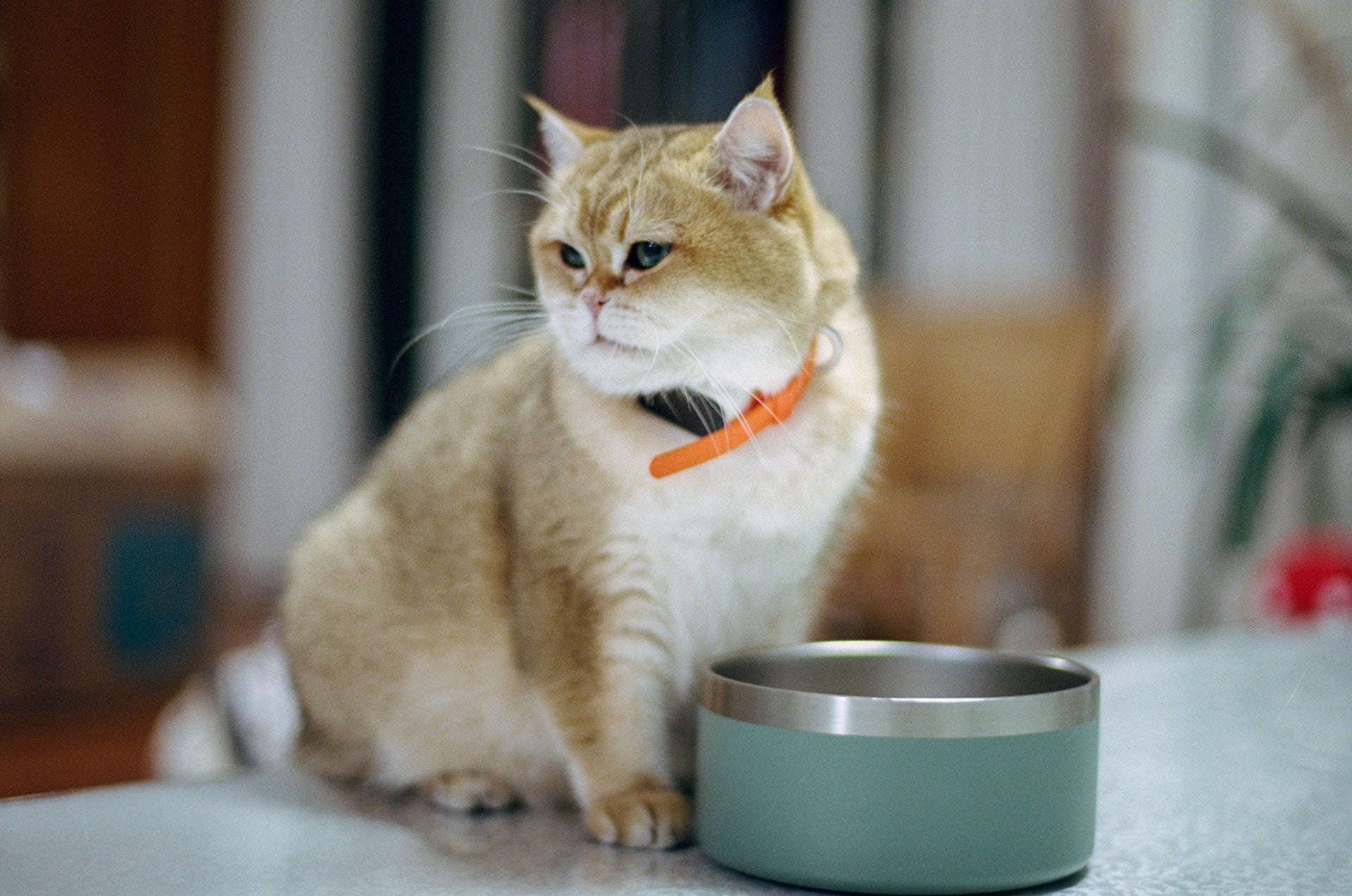 An application scenario or product detail of cat food bowl that opens with collar - Image 19