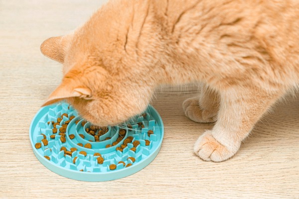 An application scenario or product detail of cat in feeder - Image 18