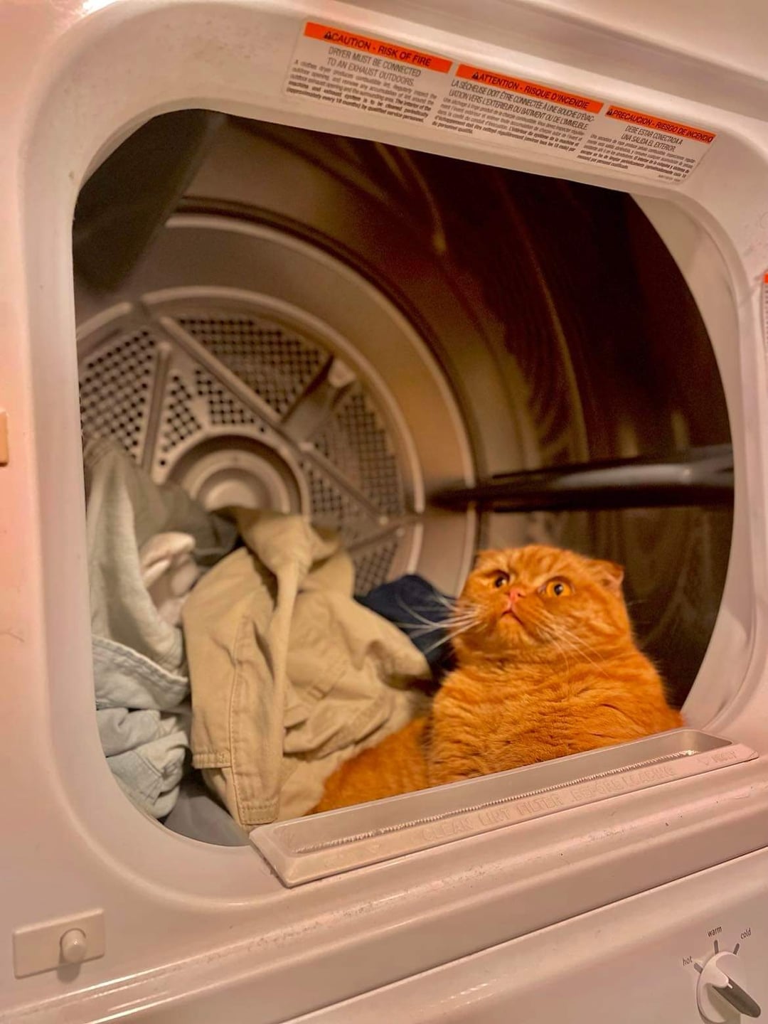 An application scenario or product detail of cat on dryer - Image 5
