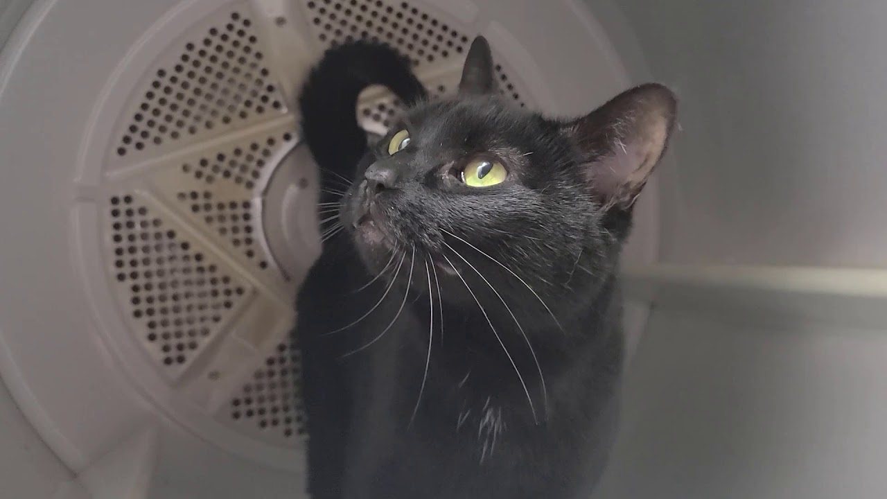 An application scenario or product detail of cat on dryer - Image 6