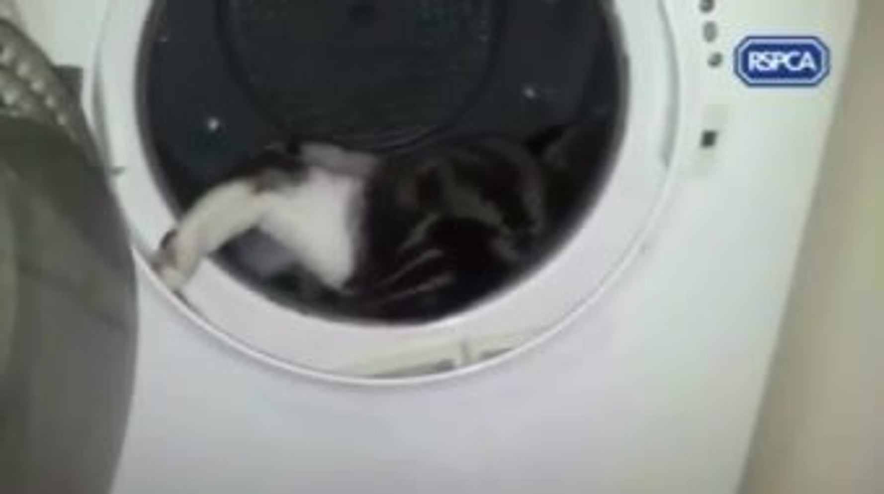 An application scenario or product detail of cat on dryer - Image 9