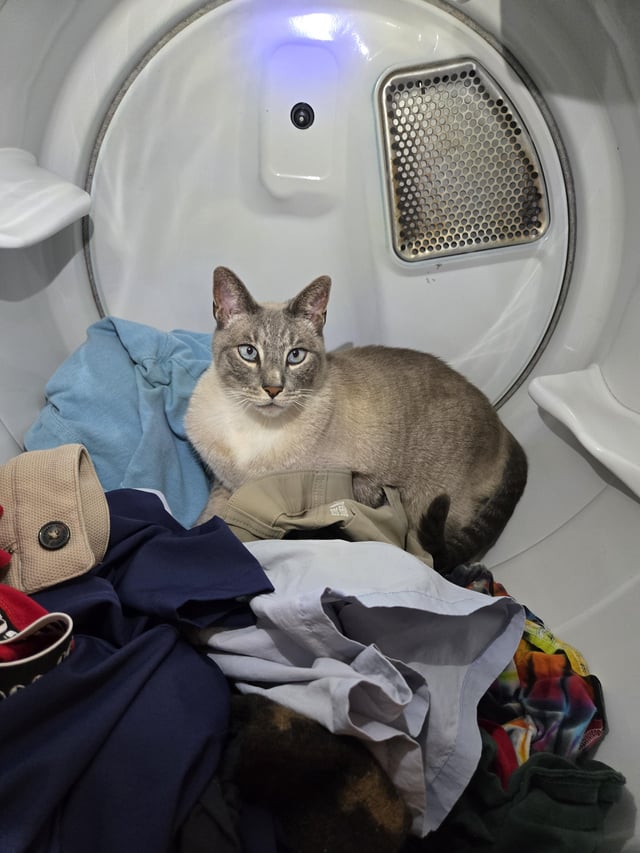 An application scenario or product detail of cat on dryer - Image 10