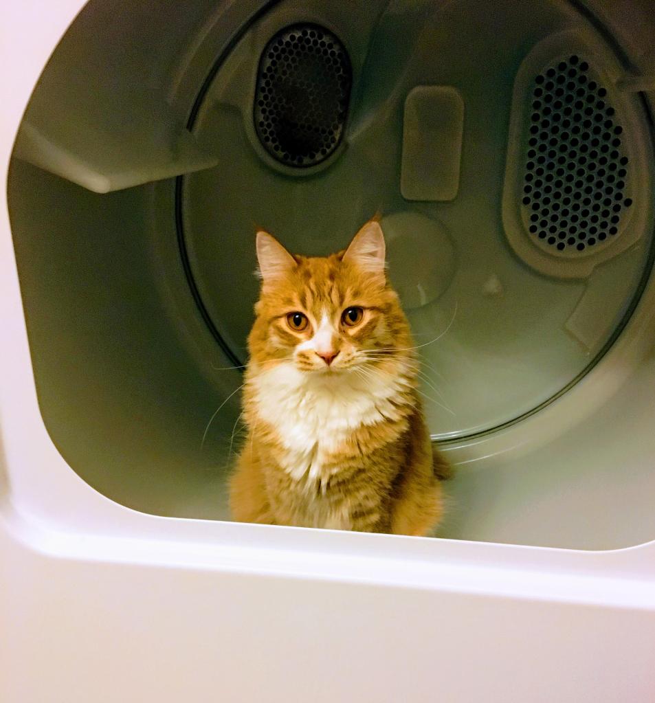 An application scenario or product detail of cat on dryer - Image 12