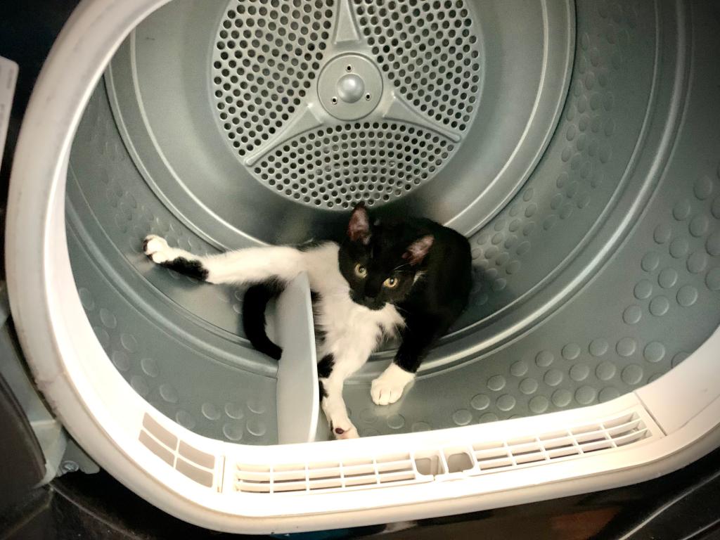 Featured image for the cat on dryer guide