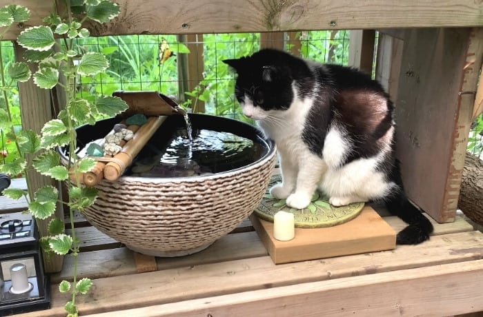 An application scenario or product detail of cat outdoor fountain - Image 8