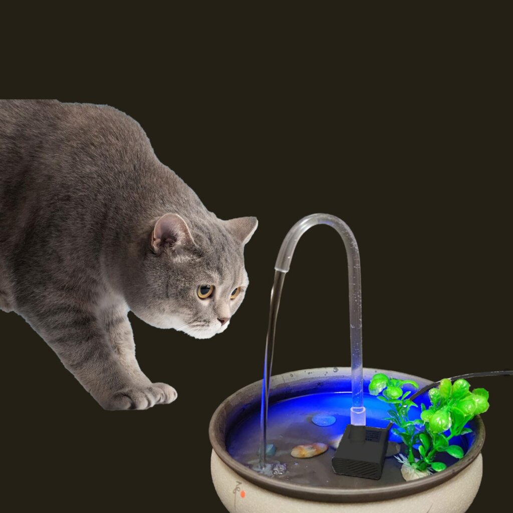 Featured image for the cat outdoor fountain guide