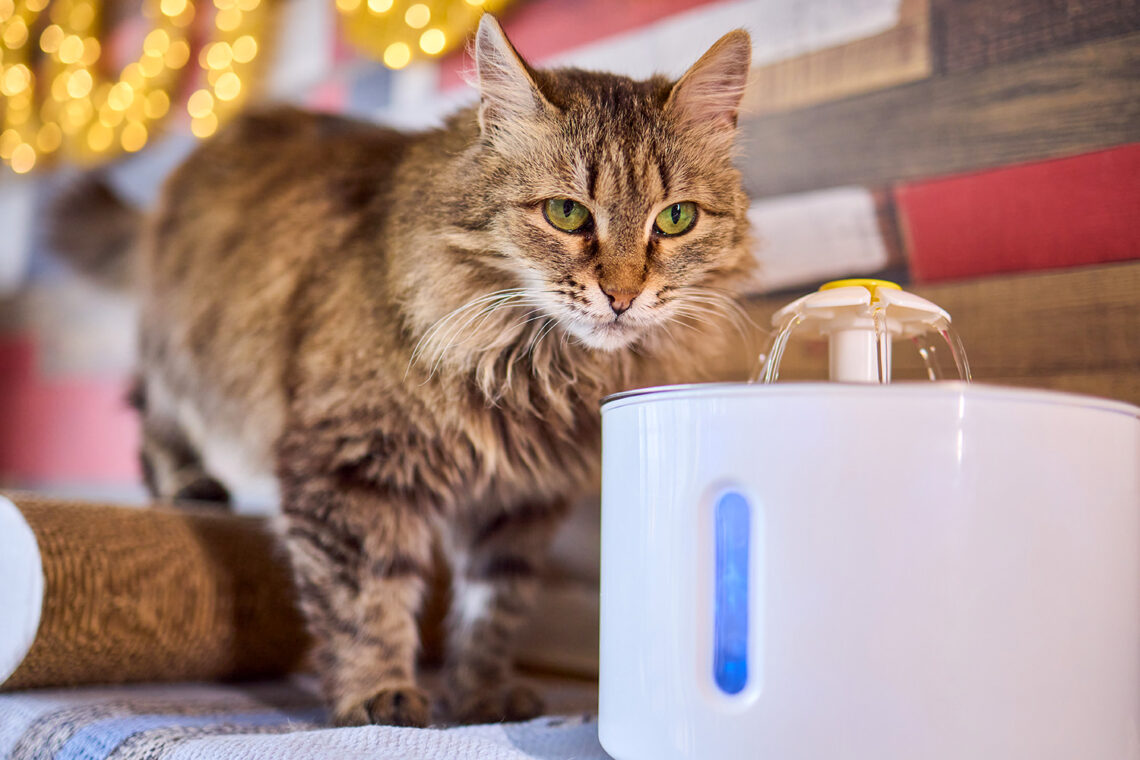 An application scenario or product detail of cat running water - Image 7