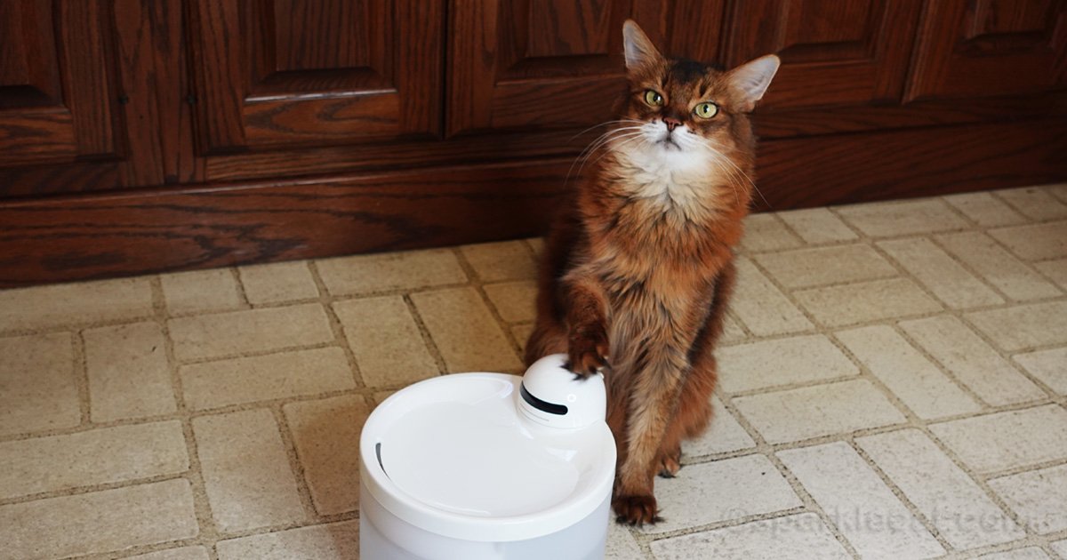 An application scenario or product detail of cat running water - Image 14