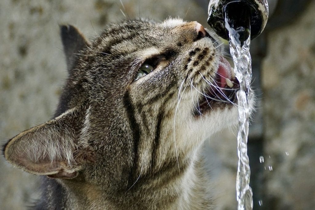 An application scenario or product detail of cat running water - Image 20