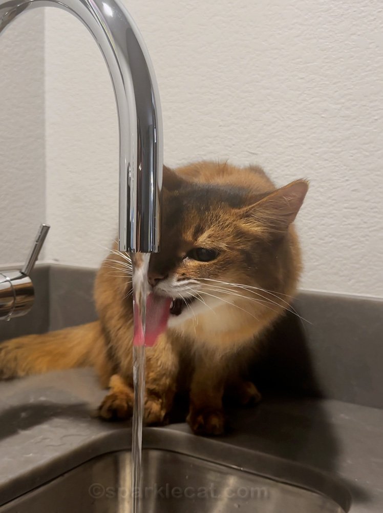 An application scenario or product detail of cat running water - Image 21
