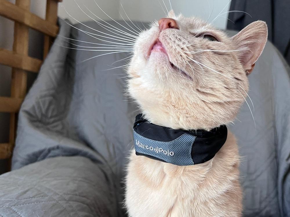 An application scenario or product detail of cat tracker camera - Image 7