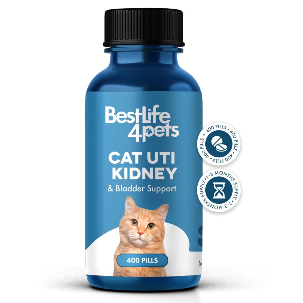 Featured image for the cat uti prevention guide