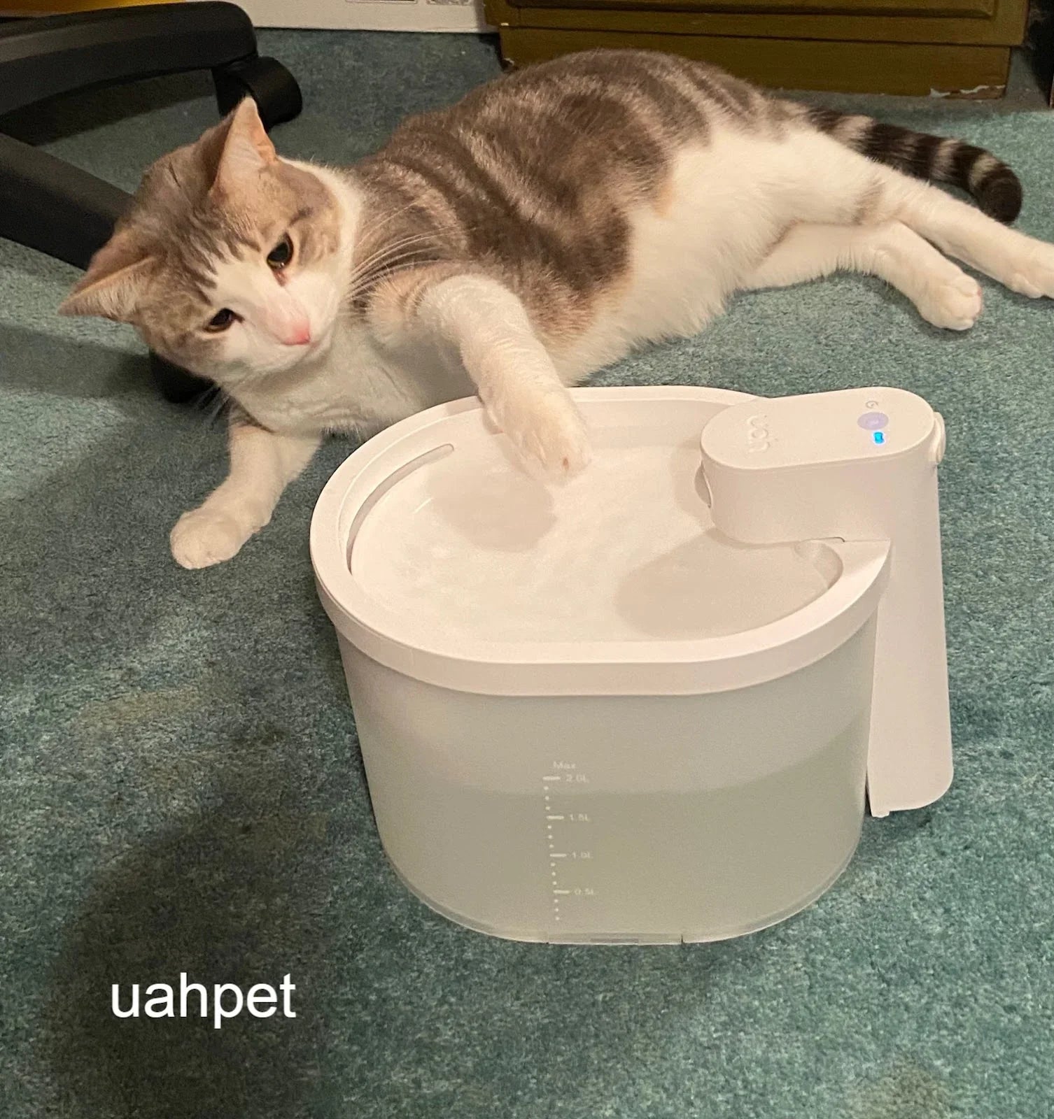An application scenario or product detail of cat water bowl that can't be knocked over - Image 2