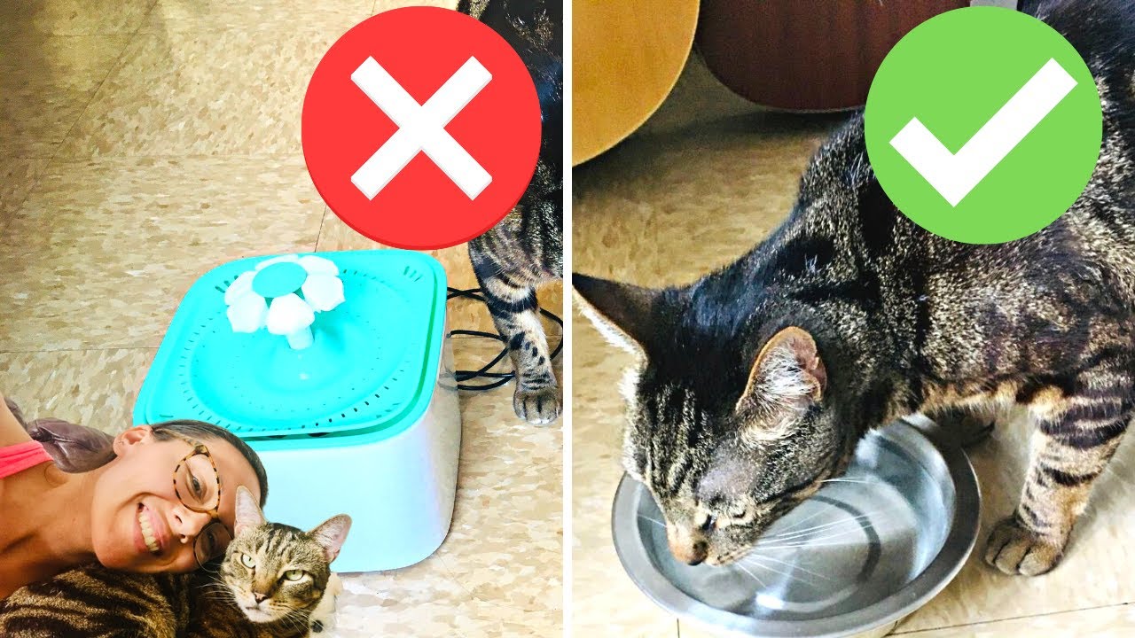 An application scenario or product detail of cat water bowl that can't be knocked over - Image 13
