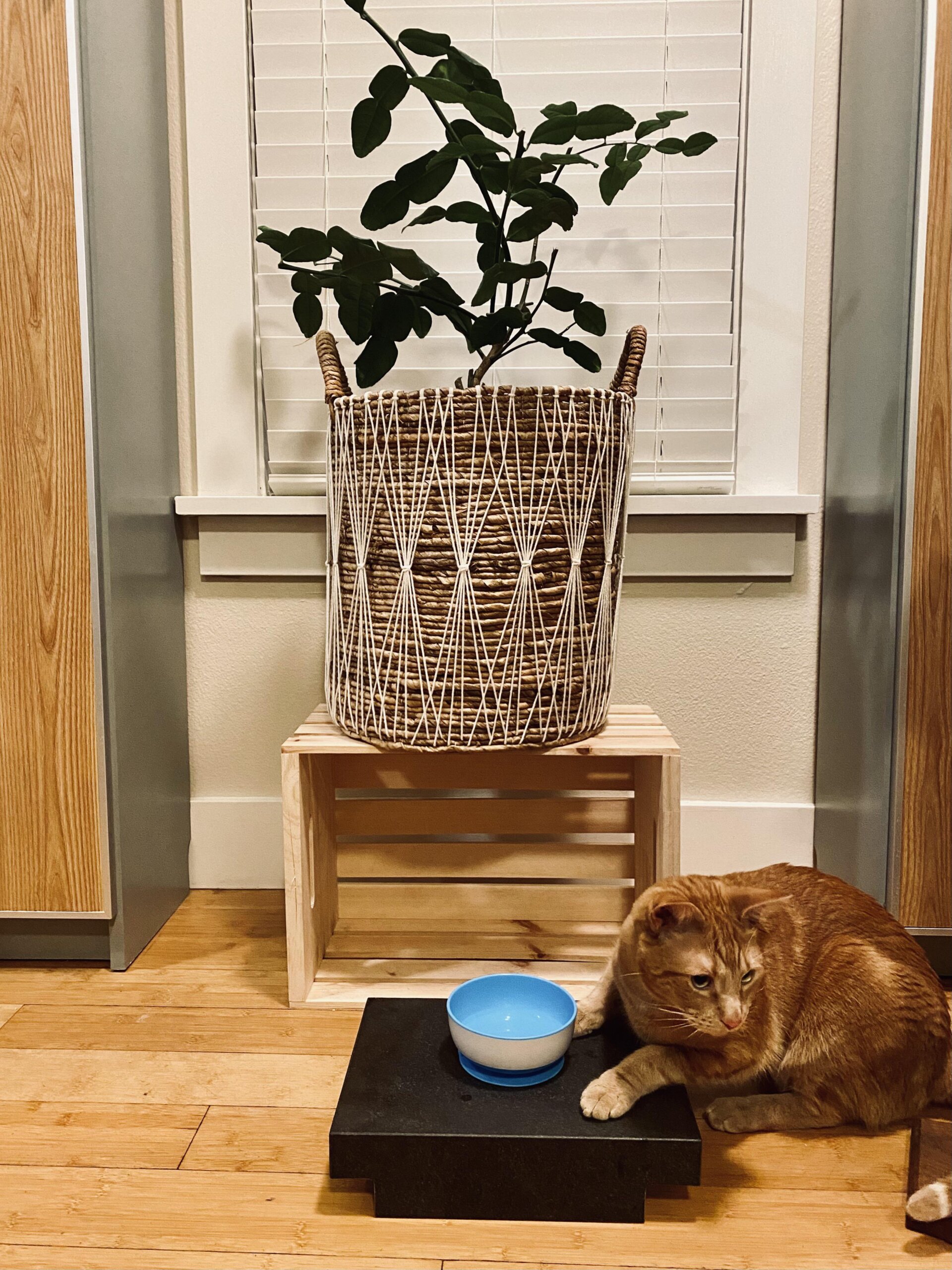 An application scenario or product detail of cat water bowl that can't be knocked over - Image 24