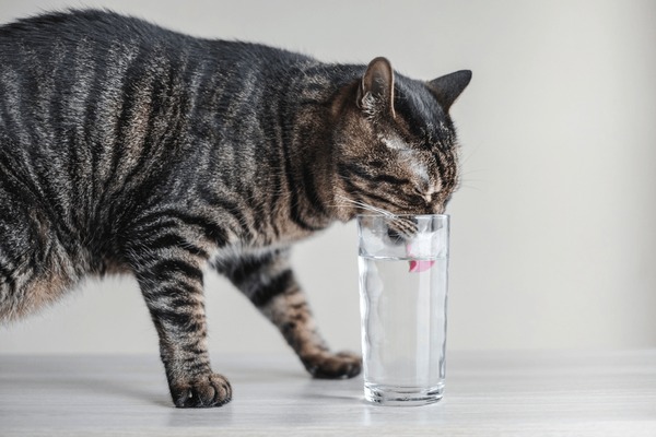 An application scenario or product detail of cat water container - Image 4